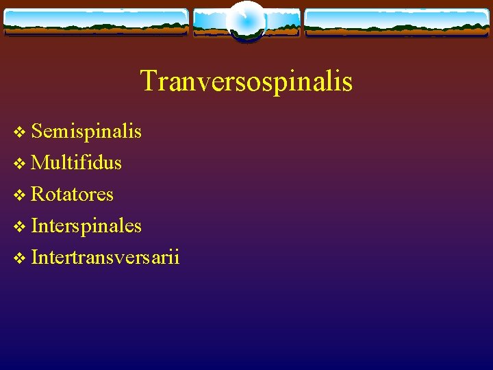 Tranversospinalis v Semispinalis v Multifidus v Rotatores v Interspinales v Intertransversarii Tranversospinalis v Semispinalis v Multifidus v Rotatores v Interspinales v Intertransversarii