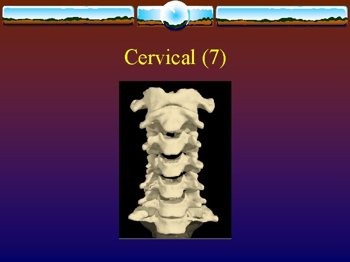 Cervical (7) Cervical (7)