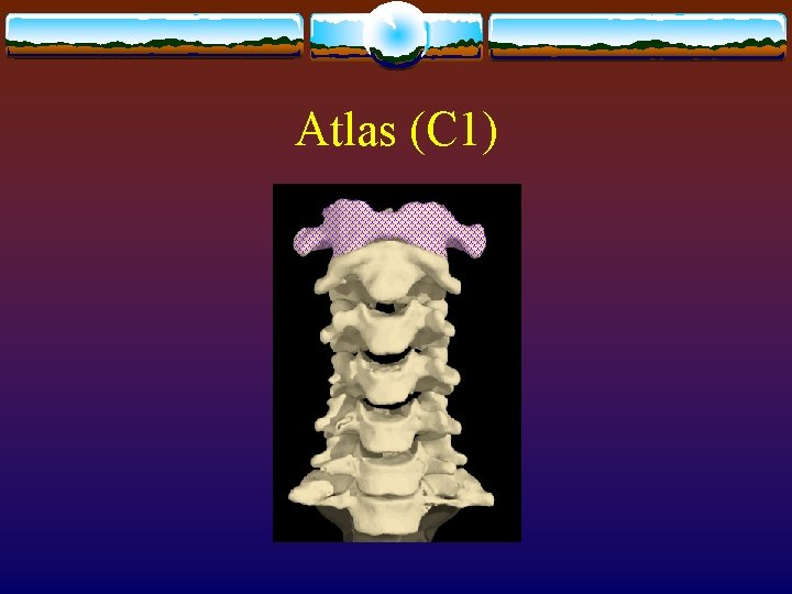Atlas (C 1) 