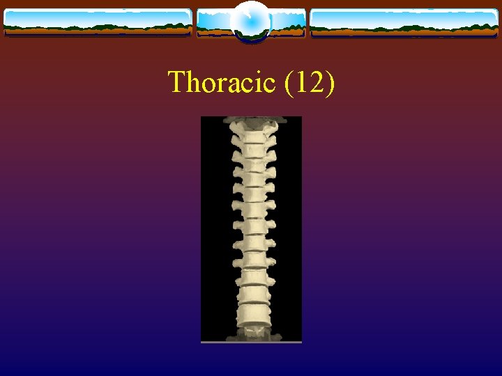 Thoracic (12) Thoracic (12)