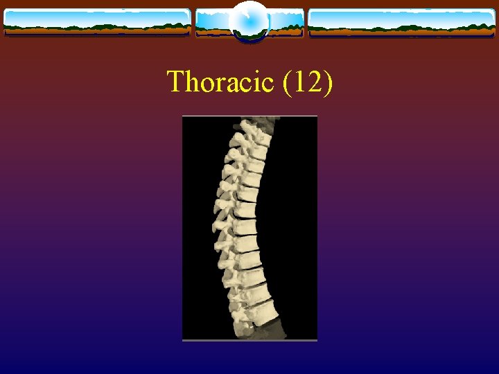 Thoracic (12) Thoracic (12)