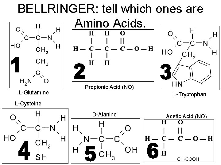 BELLRINGER: tell which ones are Amino Acids. L-Glutamine Propionic Acid (NO) L-Tryptophan L-Cysteine D-Alanine
