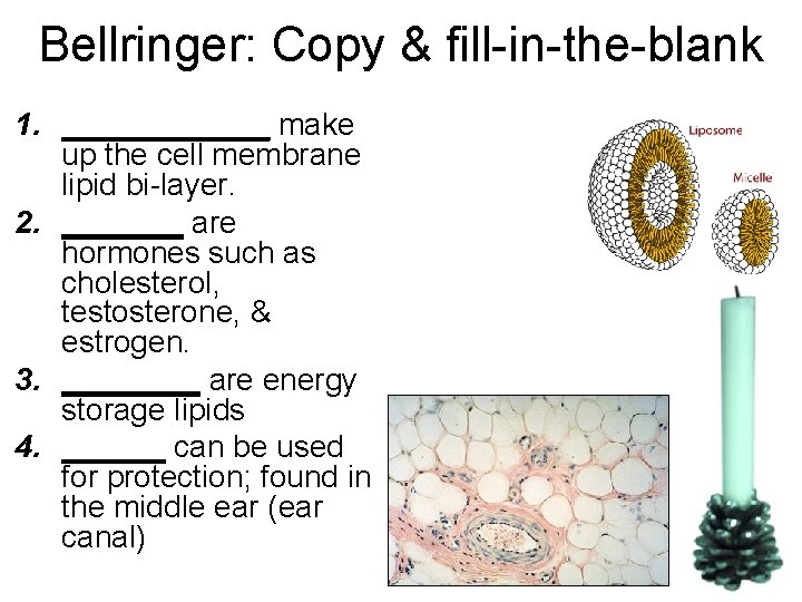 Bellringer: Copy & fill-in-the-blank 1. ______ make up the cell membrane lipid bi-layer. 2.