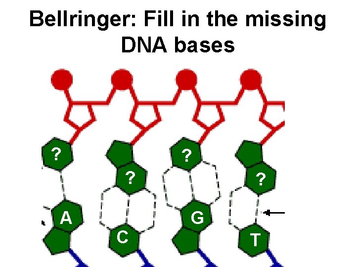 Bellringer: Fill in the missing DNA bases ? ? ? A C ? G