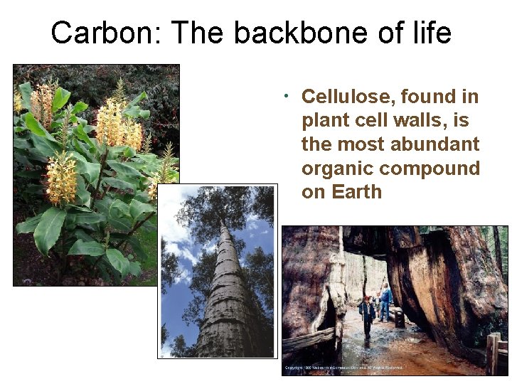Carbon: The backbone of life • Cellulose, found in plant cell walls, is the