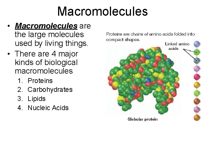 Macromolecules • Macromolecules are the large molecules used by living things. • There are