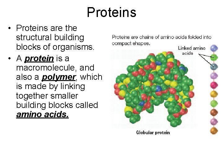 Proteins • Proteins are the structural building blocks of organisms. • A protein is