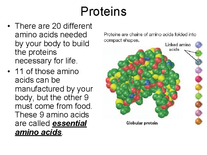 Proteins • There are 20 different amino acids needed by your body to build