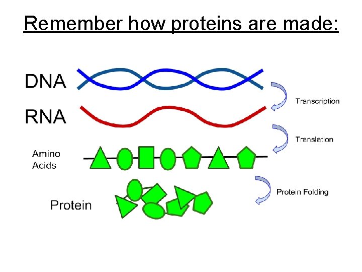 Remember how proteins are made: 