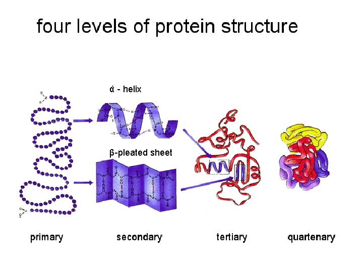 ά - helix β-pleated sheet 