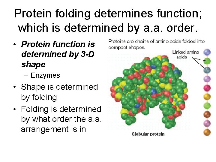 Protein folding determines function; which is determined by a. a. order. • Protein function