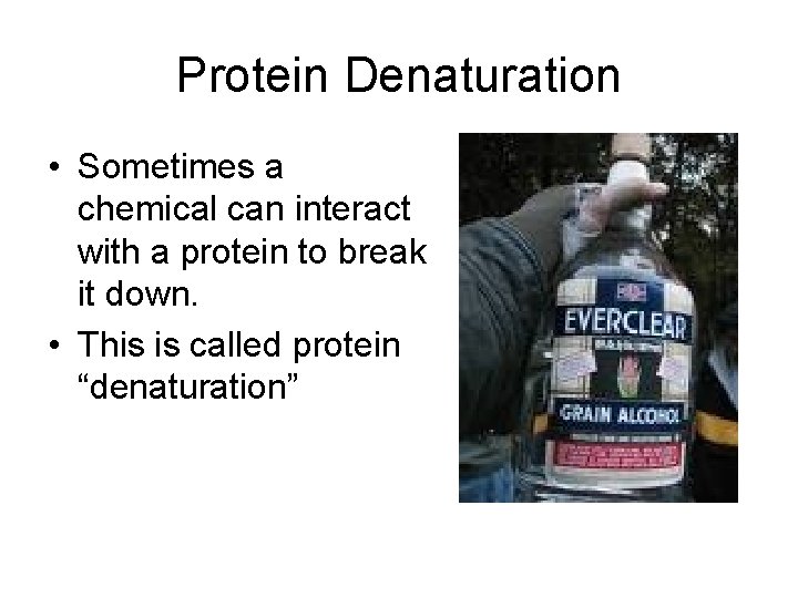 Protein Denaturation • Sometimes a chemical can interact with a protein to break it