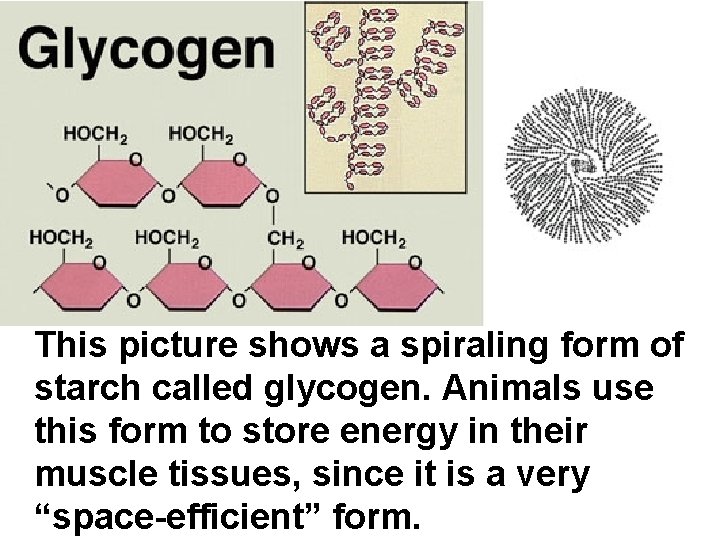 This picture shows a spiraling form of starch called glycogen. Animals use this form