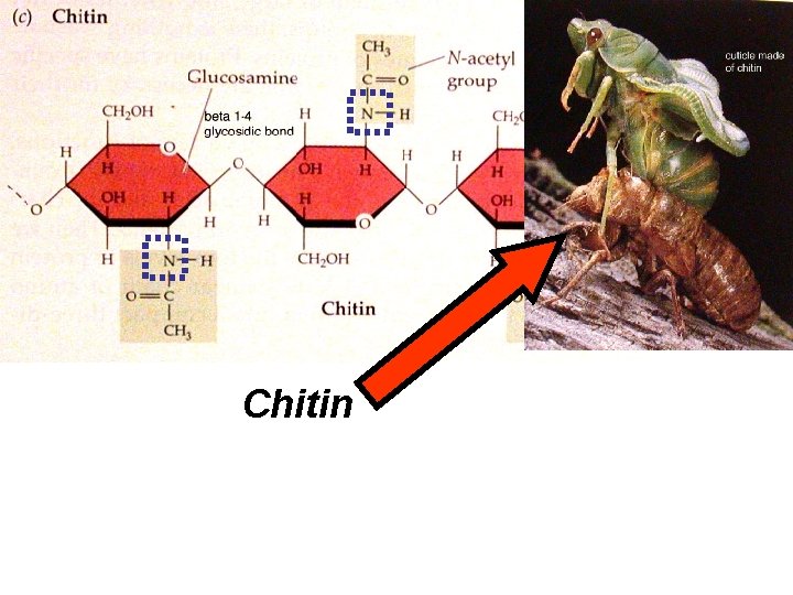 Chitin 
