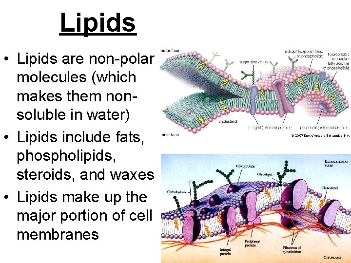 Lipids • Lipids are non-polar molecules (which makes them nonsoluble in water) • Lipids