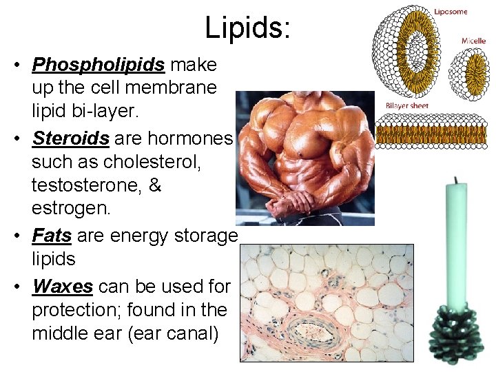 Lipids: • Phospholipids make up the cell membrane lipid bi-layer. • Steroids are hormones