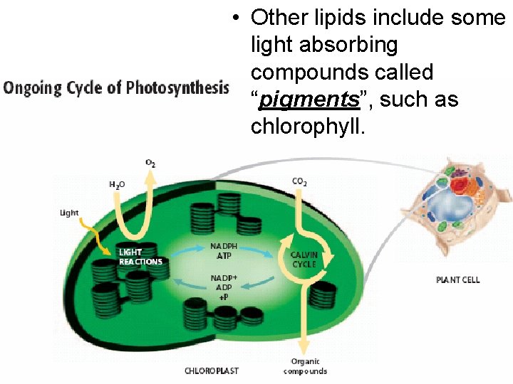  • Other lipids include some light absorbing compounds called “pigments”, such as chlorophyll.