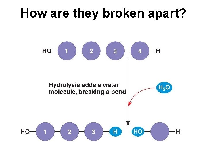 How are they broken apart? 