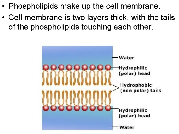  • Phospholipids make up the cell membrane. • Cell membrane is two layers