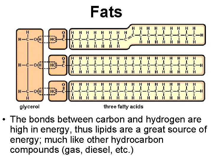 Fats • The bonds between carbon and hydrogen are high in energy, thus lipids