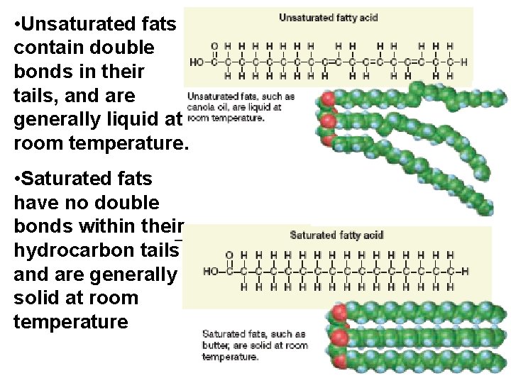  • Unsaturated fats contain double bonds in their tails, and are generally liquid