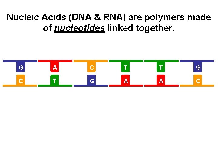 Nucleic Acids (DNA & RNA) are polymers made of nucleotides linked together. G A