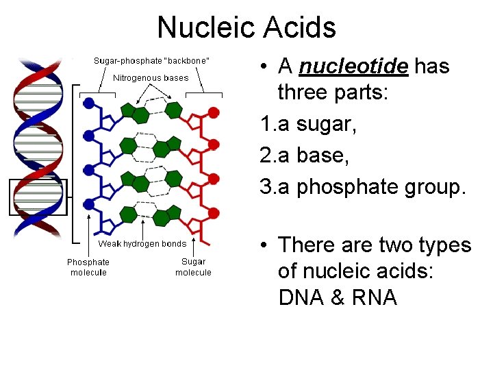 Nucleic Acids • A nucleotide has three parts: 1. a sugar, 2. a base,