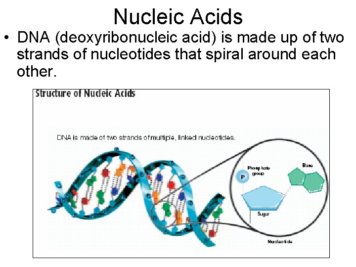 Nucleic Acids • DNA (deoxyribonucleic acid) is made up of two strands of nucleotides