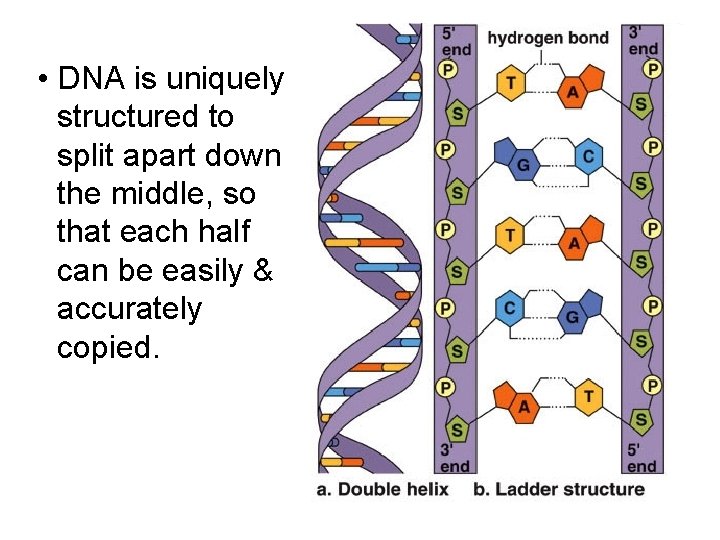  • DNA is uniquely structured to split apart down the middle, so that