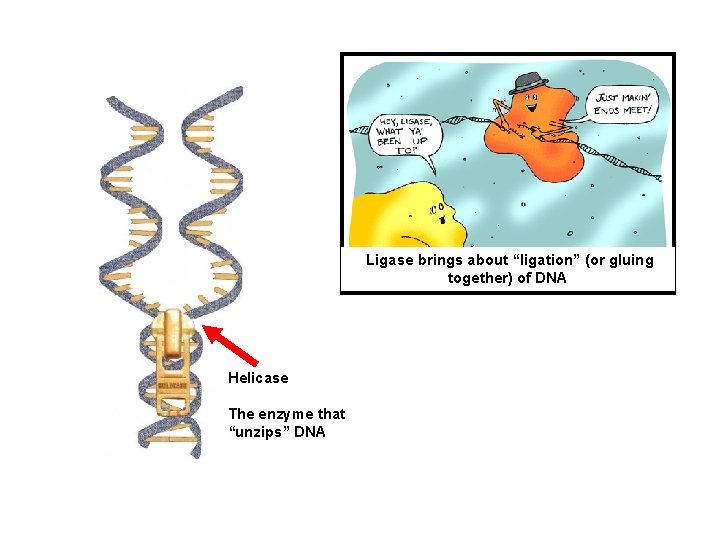 Ligase brings about “ligation” (or gluing together) of DNA Helicase The enzyme that “unzips”