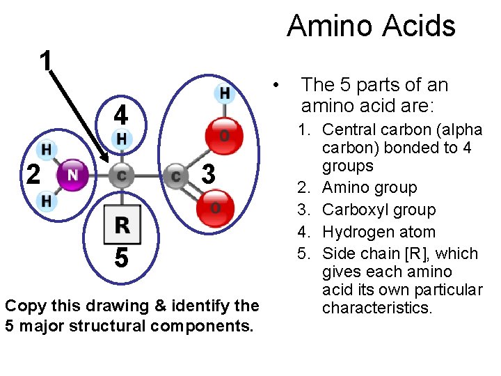 Amino Acids 1 • 4 2 3 5 Copy this drawing & identify the