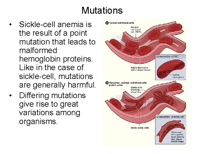 Mutations • Sickle-cell anemia is the result of a point mutation that leads to