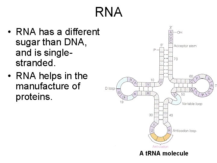 RNA • RNA has a different sugar than DNA, and is singlestranded. • RNA