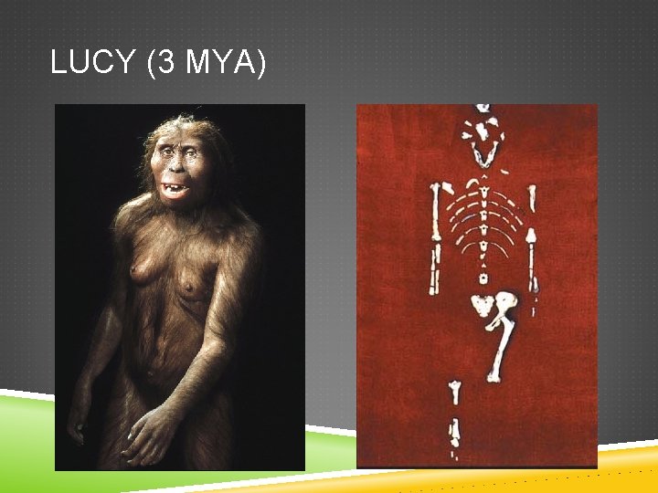 LUCY (3 MYA) 