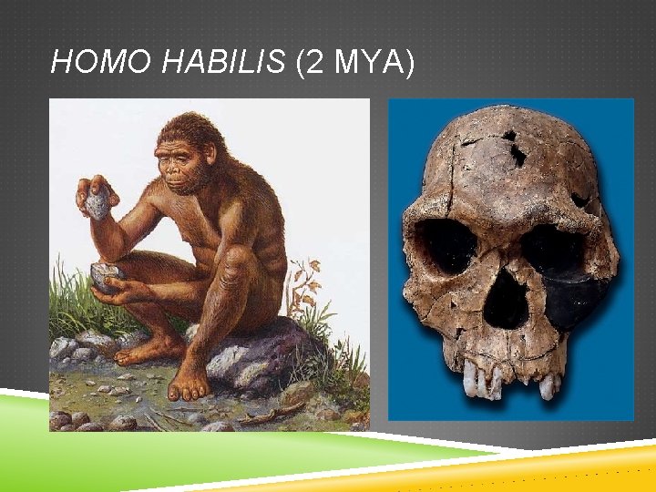 HOMO HABILIS (2 MYA) 