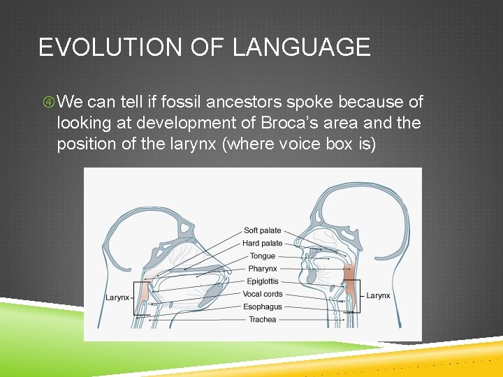 EVOLUTION OF LANGUAGE We can tell if fossil ancestors spoke because of looking at