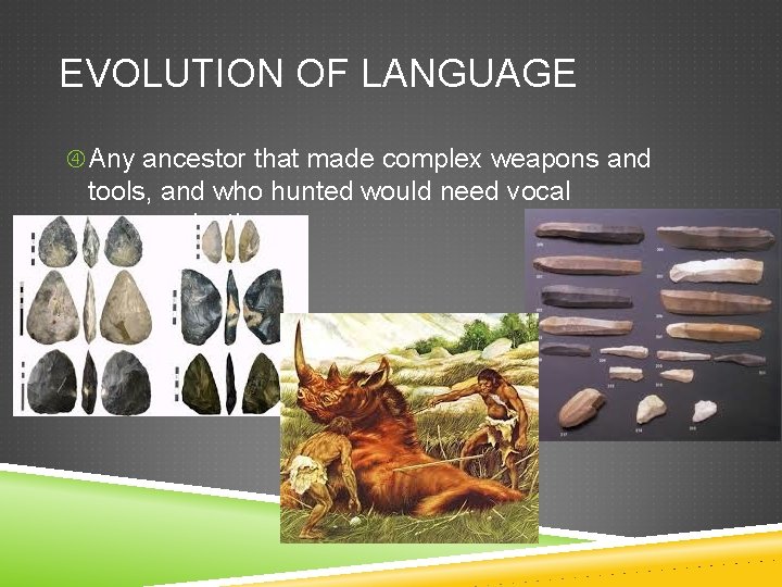 EVOLUTION OF LANGUAGE Any ancestor that made complex weapons and tools, and who hunted