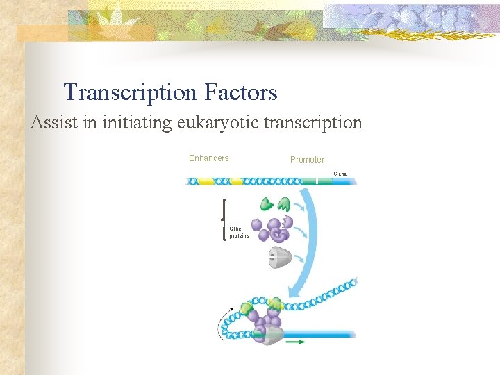 Transcription Factors Assist in initiating eukaryotic transcription Enhancers Promoter Gene DNA Activator proteins Transcription Transcription Factors Assist in initiating eukaryotic transcription Enhancers Promoter Gene DNA Activator proteins Transcription