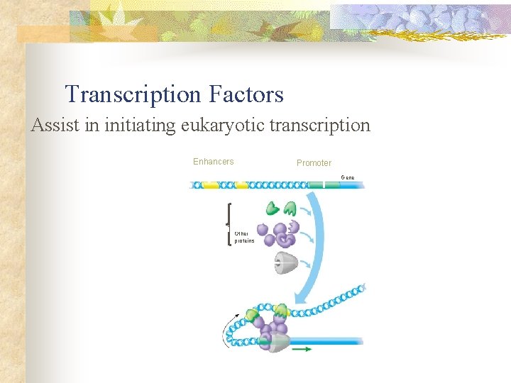 Transcription Factors Assist in initiating eukaryotic transcription Enhancers Promoter Gene DNA Activator proteins Transcription