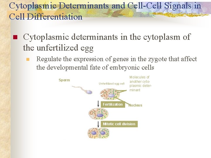 Cytoplasmic Determinants and Cell-Cell Signals in Cell Differentiation n Cytoplasmic determinants in the cytoplasm Cytoplasmic Determinants and Cell-Cell Signals in Cell Differentiation n Cytoplasmic determinants in the cytoplasm