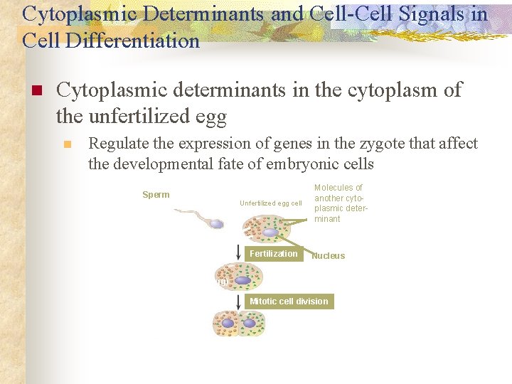 Cytoplasmic Determinants and Cell-Cell Signals in Cell Differentiation n Cytoplasmic determinants in the cytoplasm