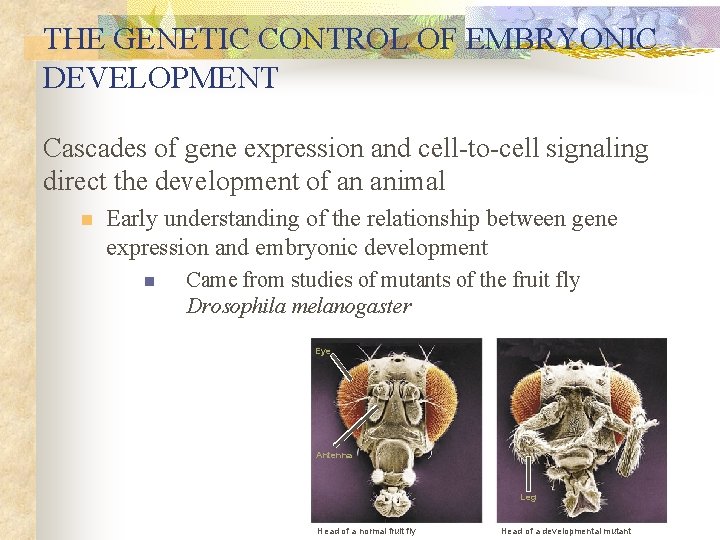 THE GENETIC CONTROL OF EMBRYONIC DEVELOPMENT Cascades of gene expression and cell-to-cell signaling direct