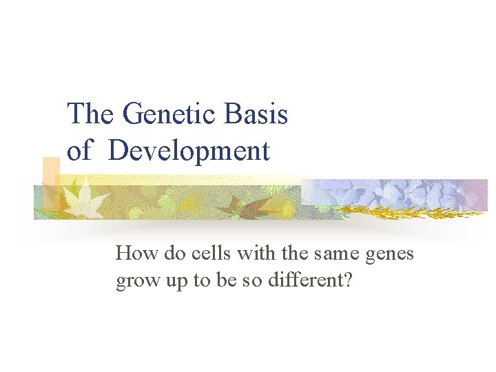 The Genetic Basis of Development How do cells with the same genes grow up