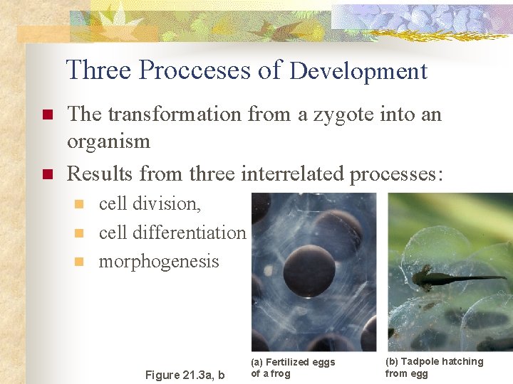 Three Procceses of Development n n The transformation from a zygote into an organism