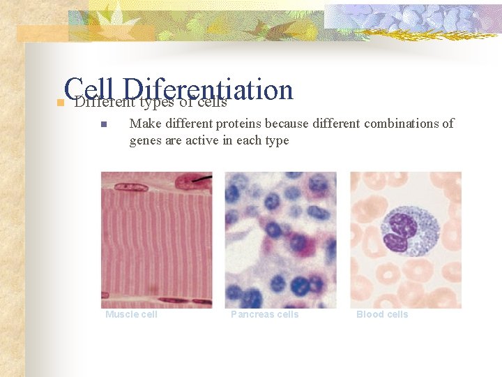 Cell Diferentiation Different types of cells n n Make different proteins because different combinations Cell Diferentiation Different types of cells n n Make different proteins because different combinations