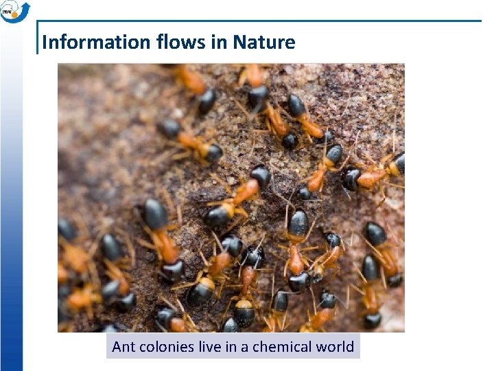 Information flows in Nature Ant colonies live in a chemical world 