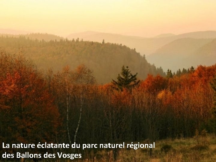 La nature éclatante du parc naturel régional des Ballons des Vosges 