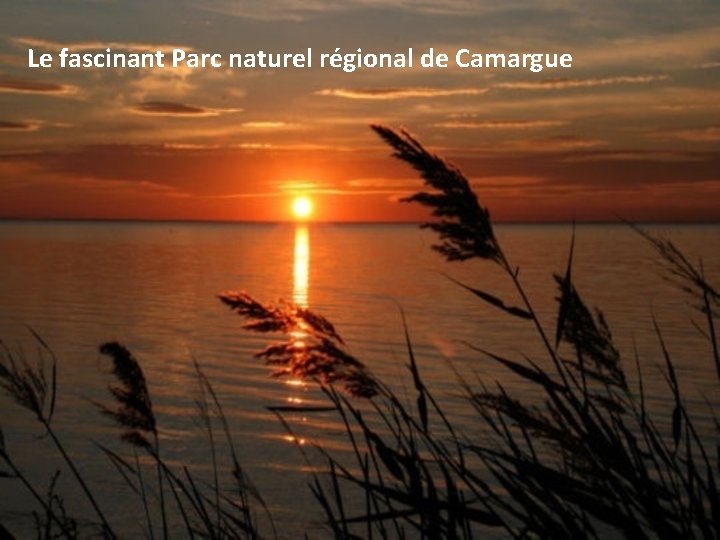 Le fascinant Parc naturel régional de Camargue 