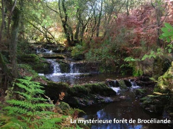 La mystérieuse forêt de Brocéliande 