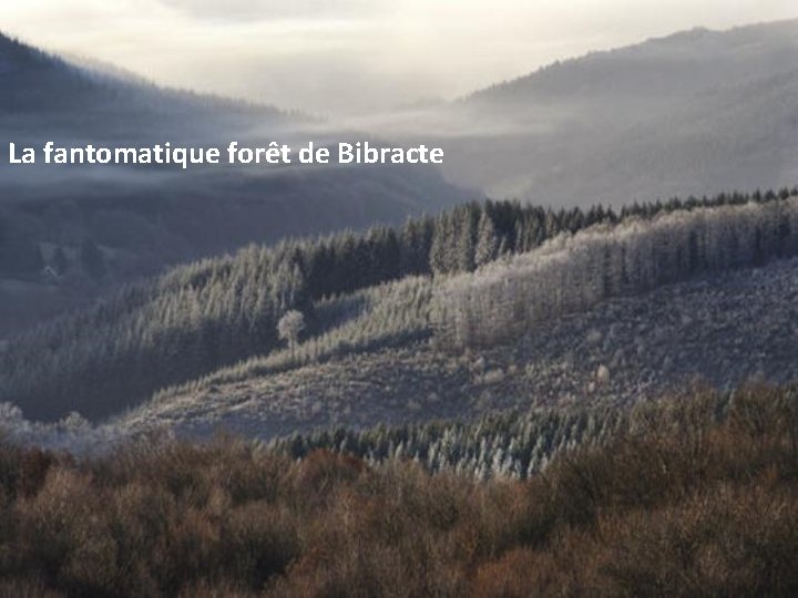 La fantomatique forêt de Bibracte 